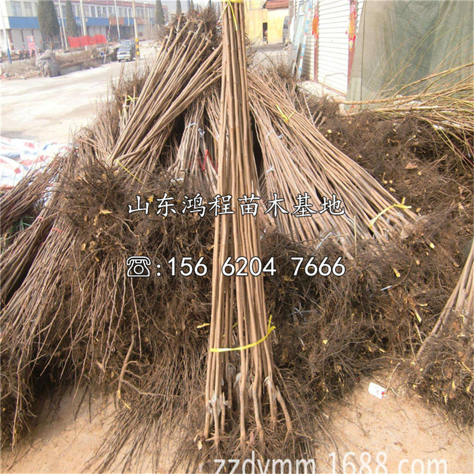 占地柿苗產(chǎn)地、占地柿苗批發(fā)