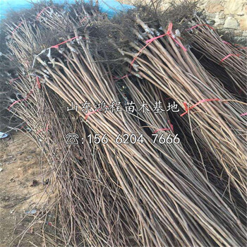 兩年生大秋甜柿樹(shù)苗批發(fā)