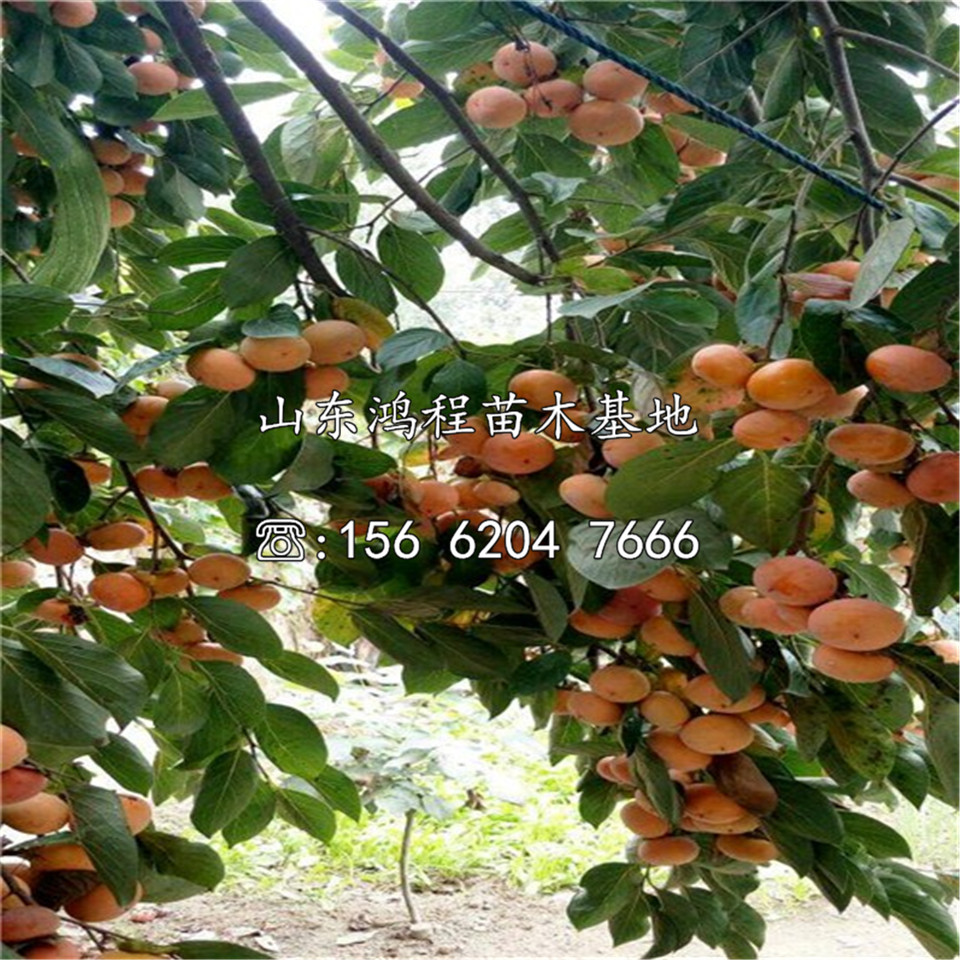 甜脆柿樹苗價格及產(chǎn)地