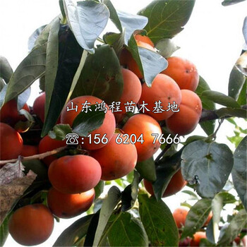 甜脆柿苗產(chǎn)地、甜脆柿苗批發(fā)