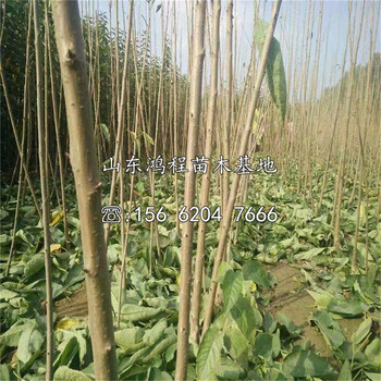無核方柿苗價(jià)格