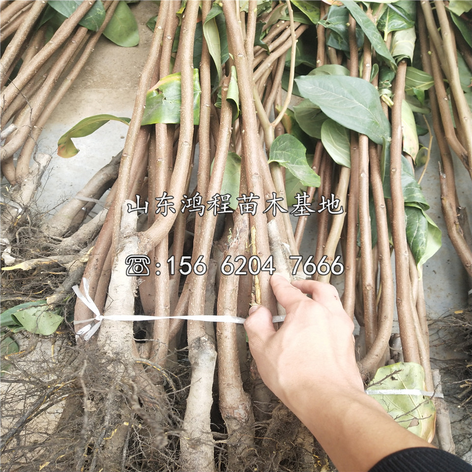 大蓋柿苗價格