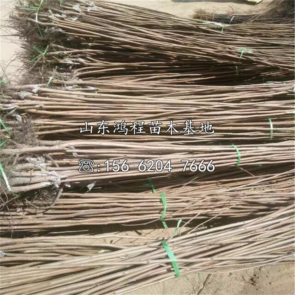 藤八甜柿苗批發(fā)及價(jià)格