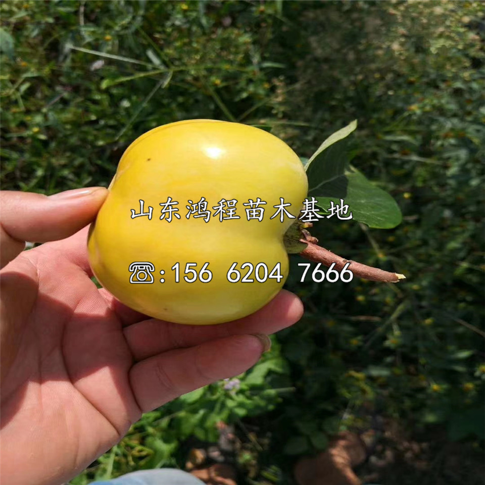 兩年生大秋甜柿樹苗批發(fā)