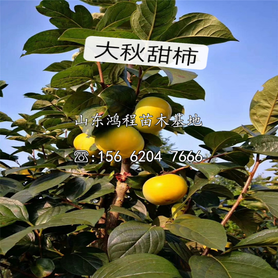 蓮花柿苗價(jià)格、蓮花柿苗出售