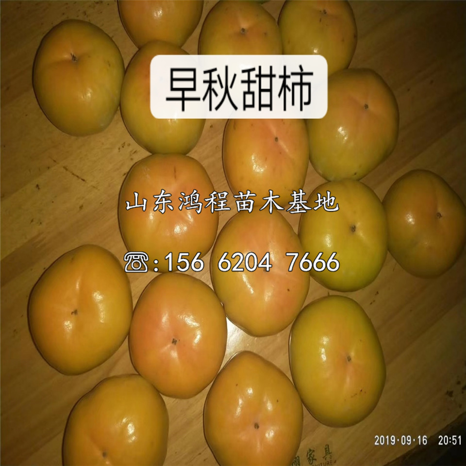 甜脆柿樹苗價格及產(chǎn)地