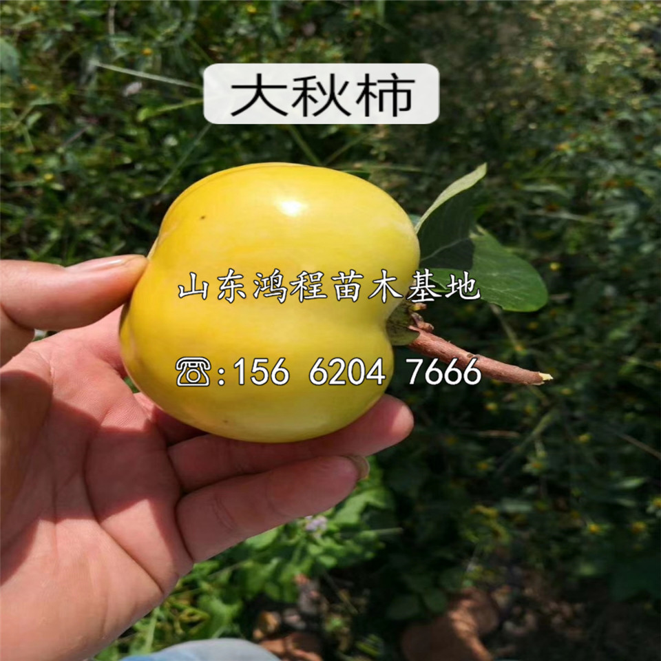 一公分中農紅燈籠柿樹苗報價及價格