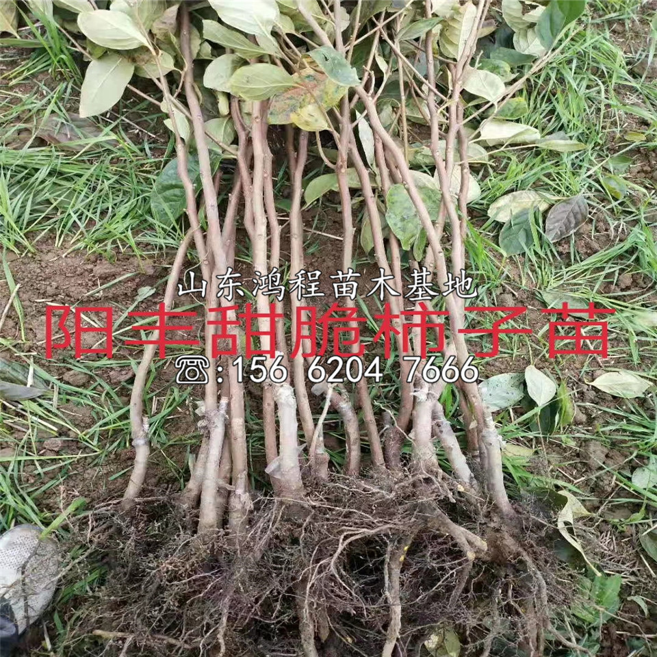 寶蓋甜柿苗價格