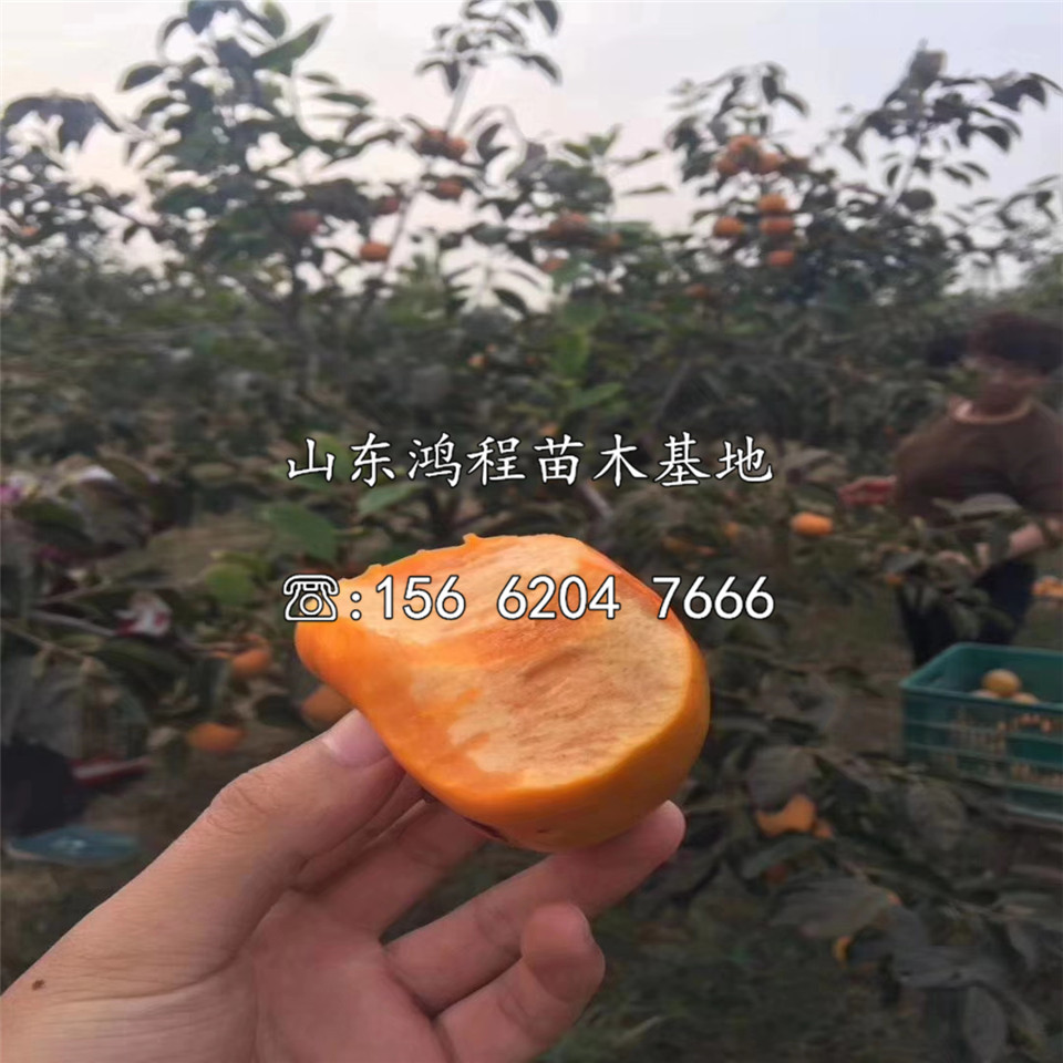 2020年松本早生甜柿樹苗報價