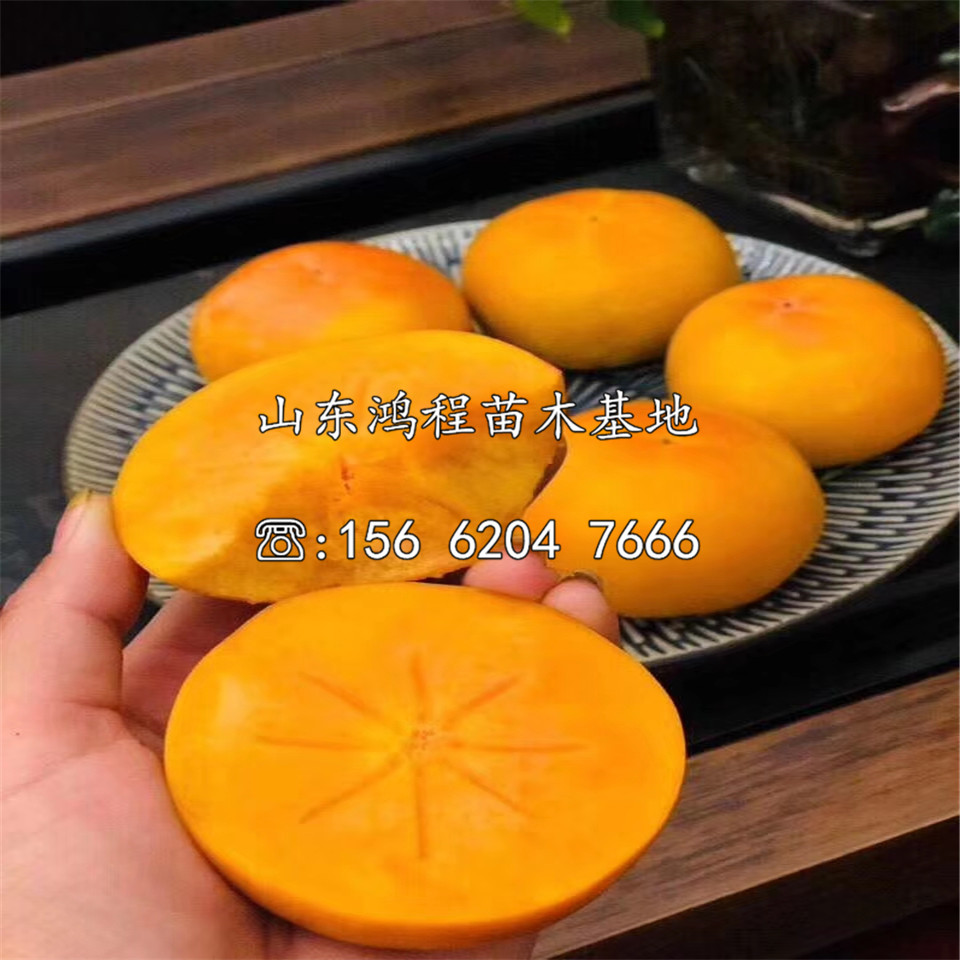 兩年生大秋甜柿樹苗批發(fā)