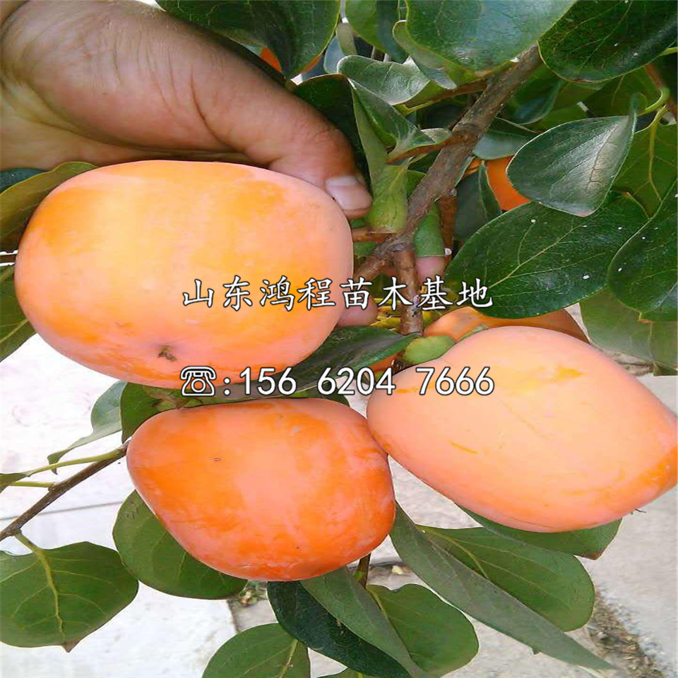 新津20甜柿苗產(chǎn)地、新津20甜柿苗批發(fā)