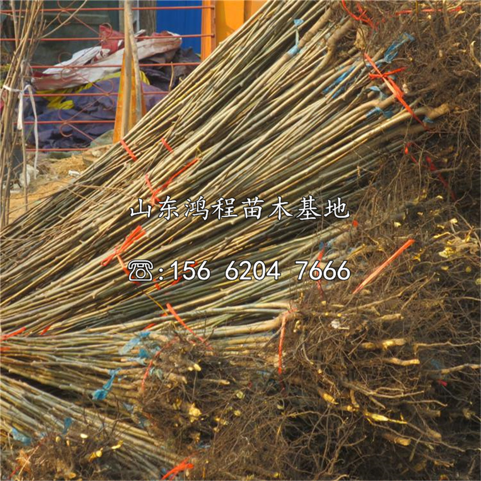 兩公分磨盤柿樹苗價格