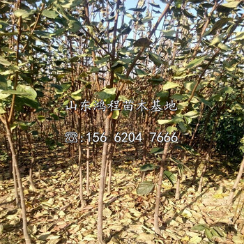 海南柿樹苗前景及簡介