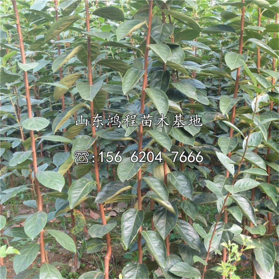 大紅袍柿苗價格及報價