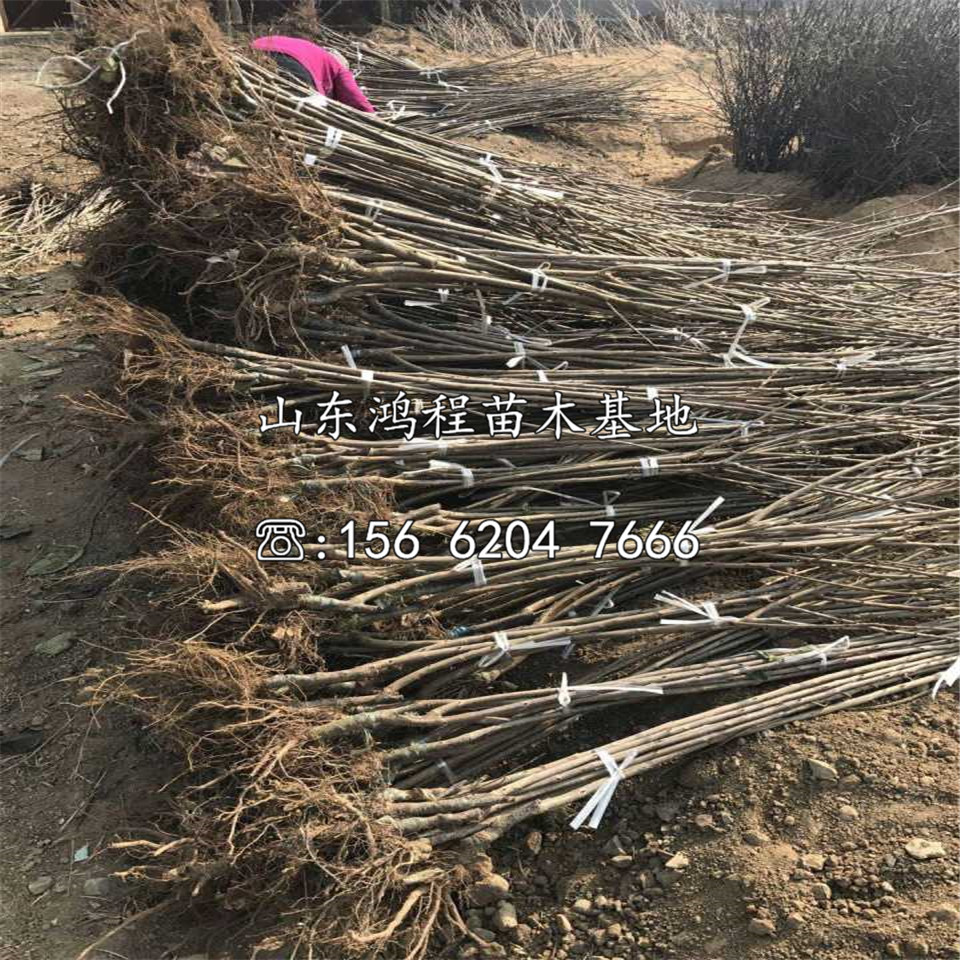 美國車厘子苗供應及價格