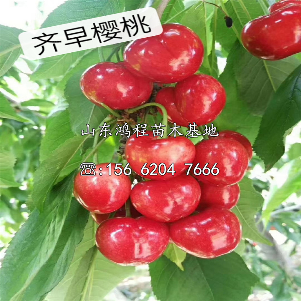 魯櫻3號(hào)苗基地及價(jià)格
