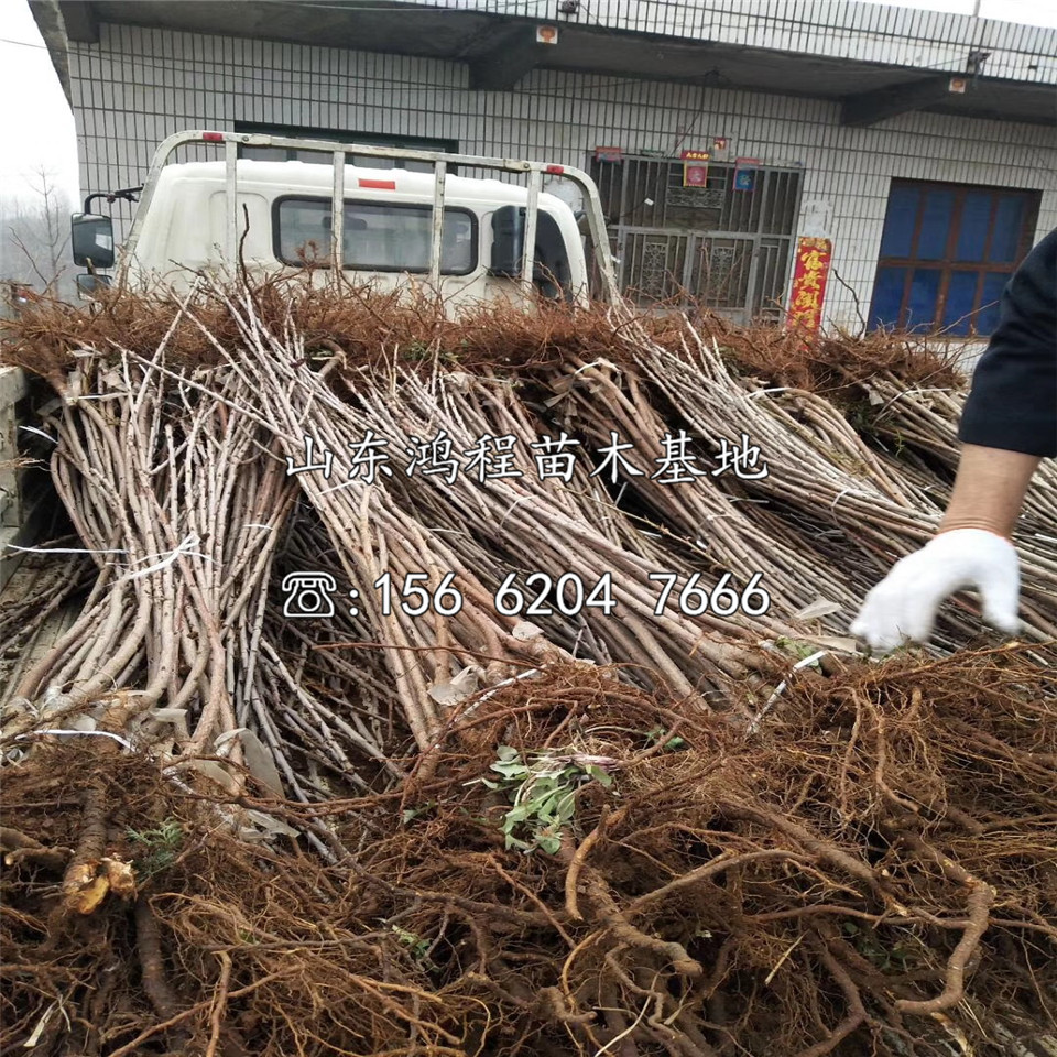 魯櫻3號苗價格、魯櫻3號苗售價