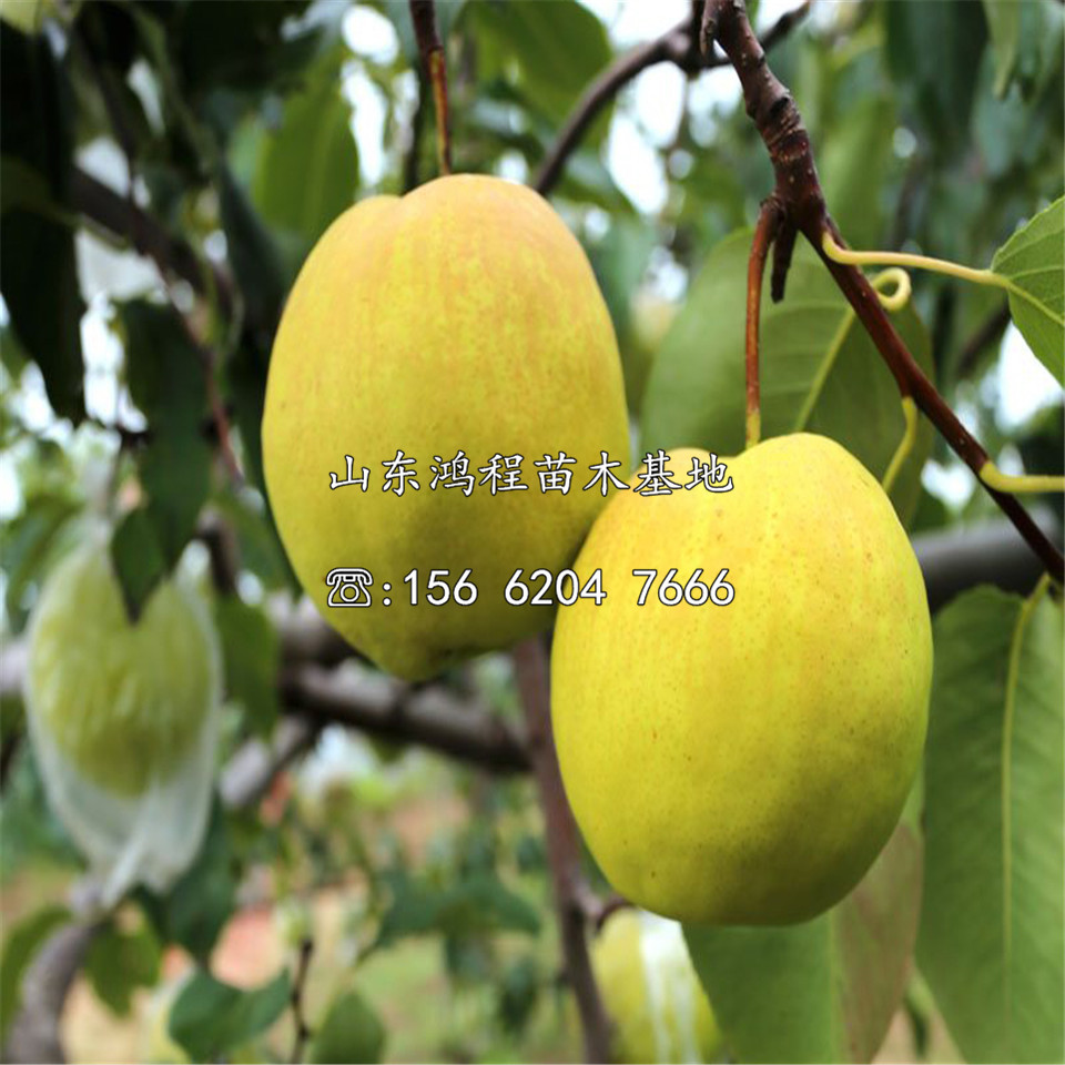 七月酥樹(shù)苗價(jià)格、七月酥樹(shù)苗基地及產(chǎn)地