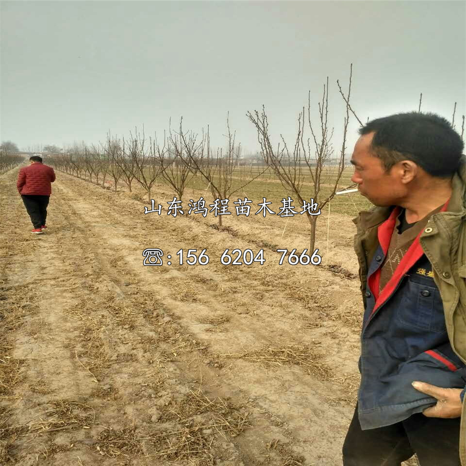 園黃梨樹(shù)苗出售、園黃梨樹(shù)苗供應(yīng)基地