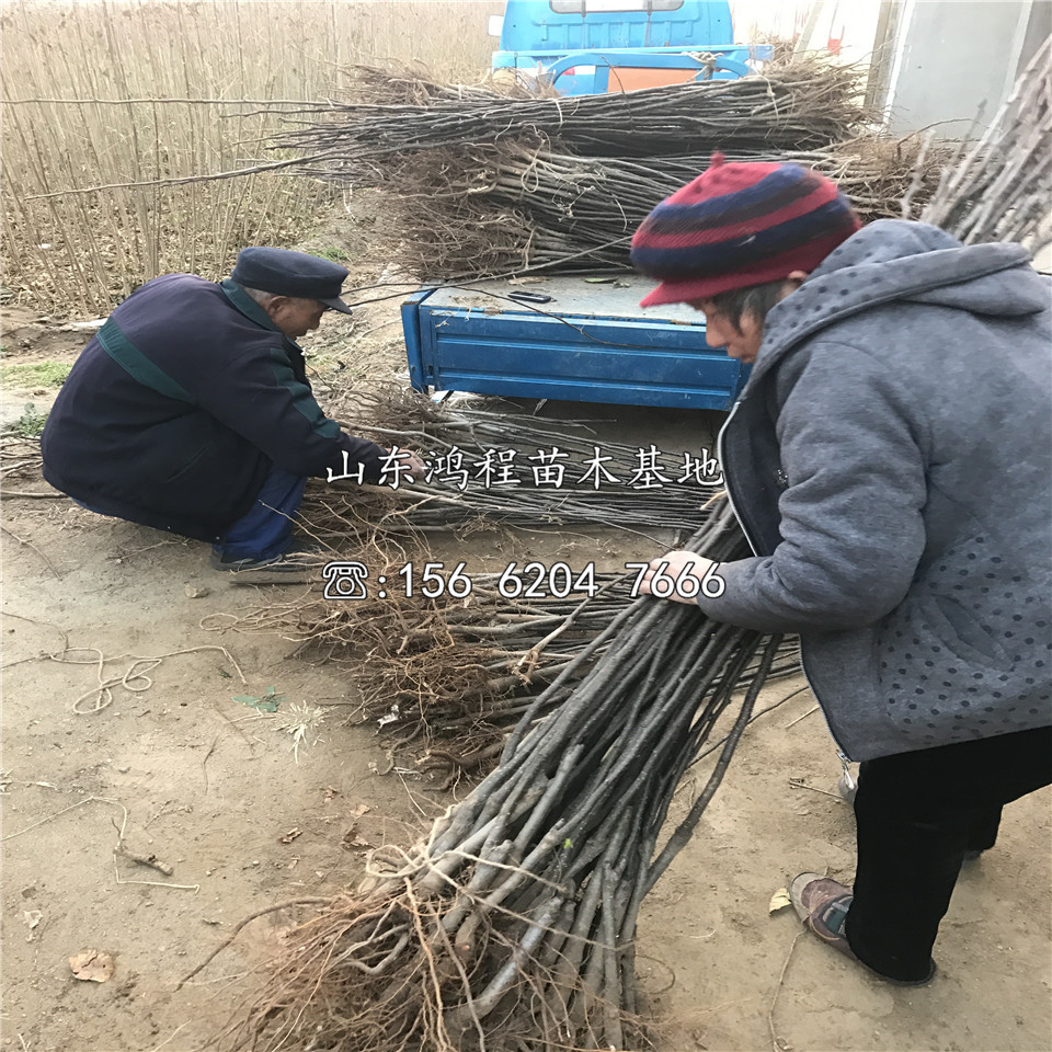 嫁接梨樹苗價格報價、嫁接梨樹苗供應(yīng)基地