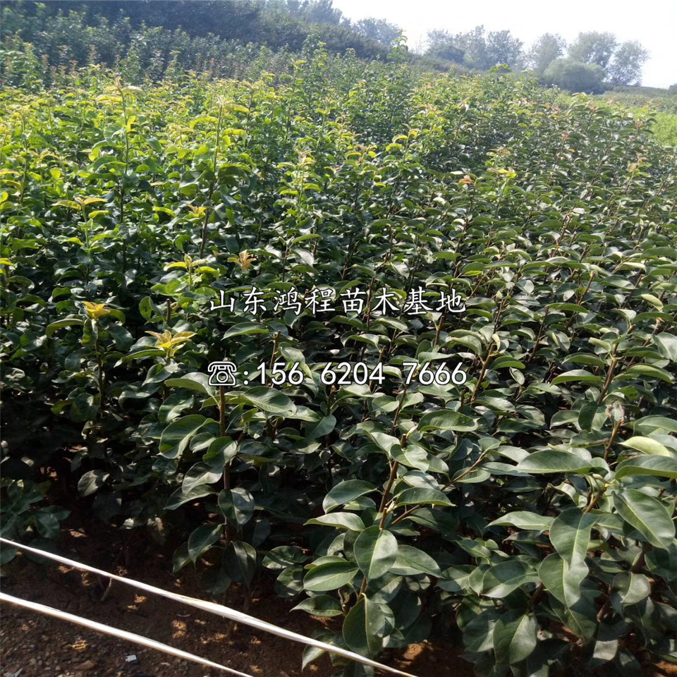 中華玉梨樹苗基地