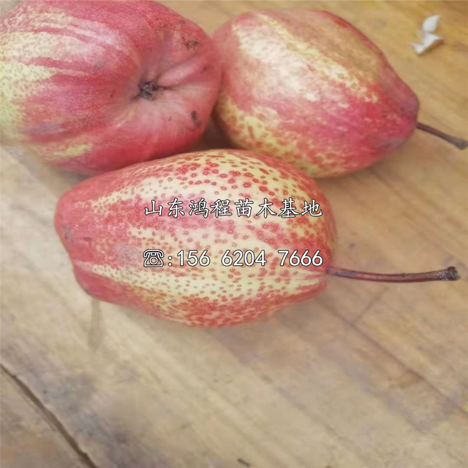 新梨七號(hào)樹苗基地、新梨七號(hào)樹苗供應(yīng)基地