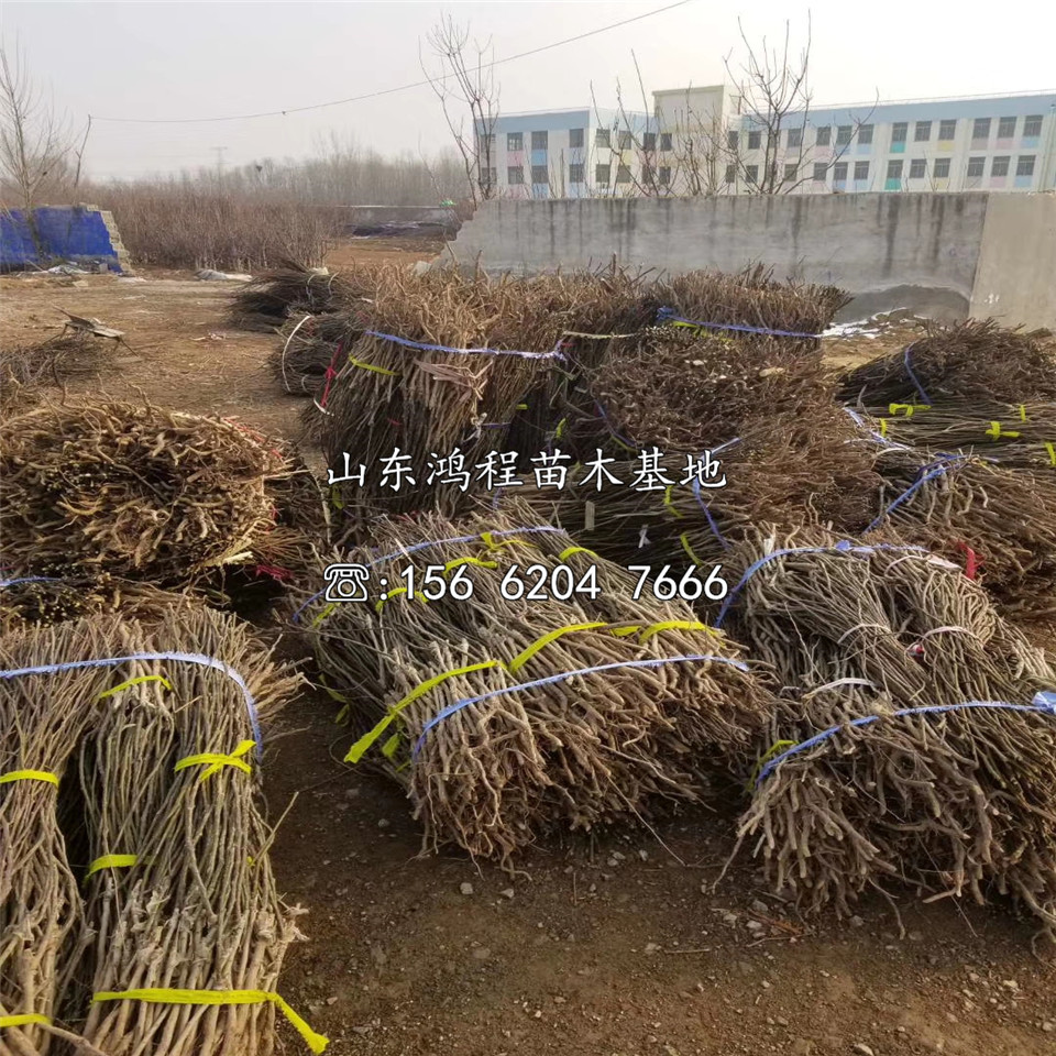 紅香酥梨樹苗價格、紅香酥梨樹苗基地及產(chǎn)地
