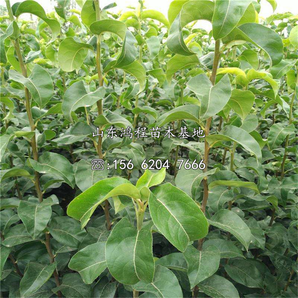 庫爾勒香梨樹苗出售、庫爾勒香梨樹苗基地價(jià)格