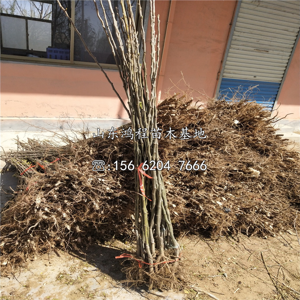 蘋(píng)果梨樹(shù)苗基地報(bào)價(jià)