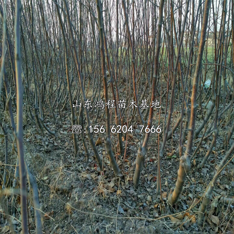 紅將軍蘋果樹苗價格及報價