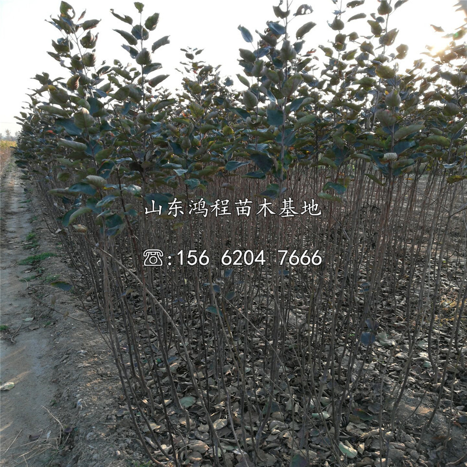 購買煙富8號蘋果苗、煙富8號蘋果苗購買價格