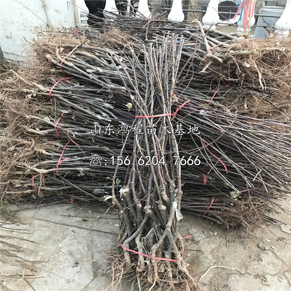 眾成蘋果苗、眾成蘋果苗價(jià)格及報(bào)價(jià)