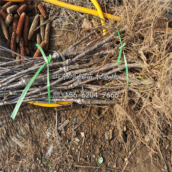 华硕苹果苗、矮化华硕苹果苗基地