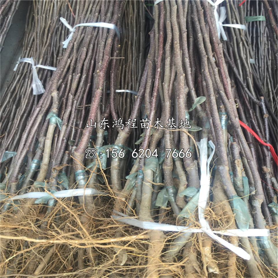 阿克蘇蘋果苗、阿克蘇蘋果苗基地