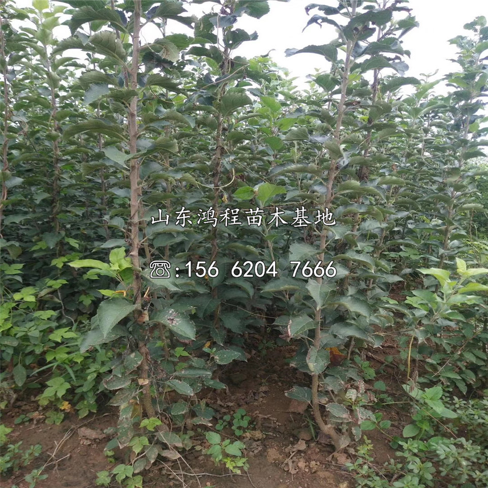 花牛蘋果苗、矮化花牛蘋果苗基地