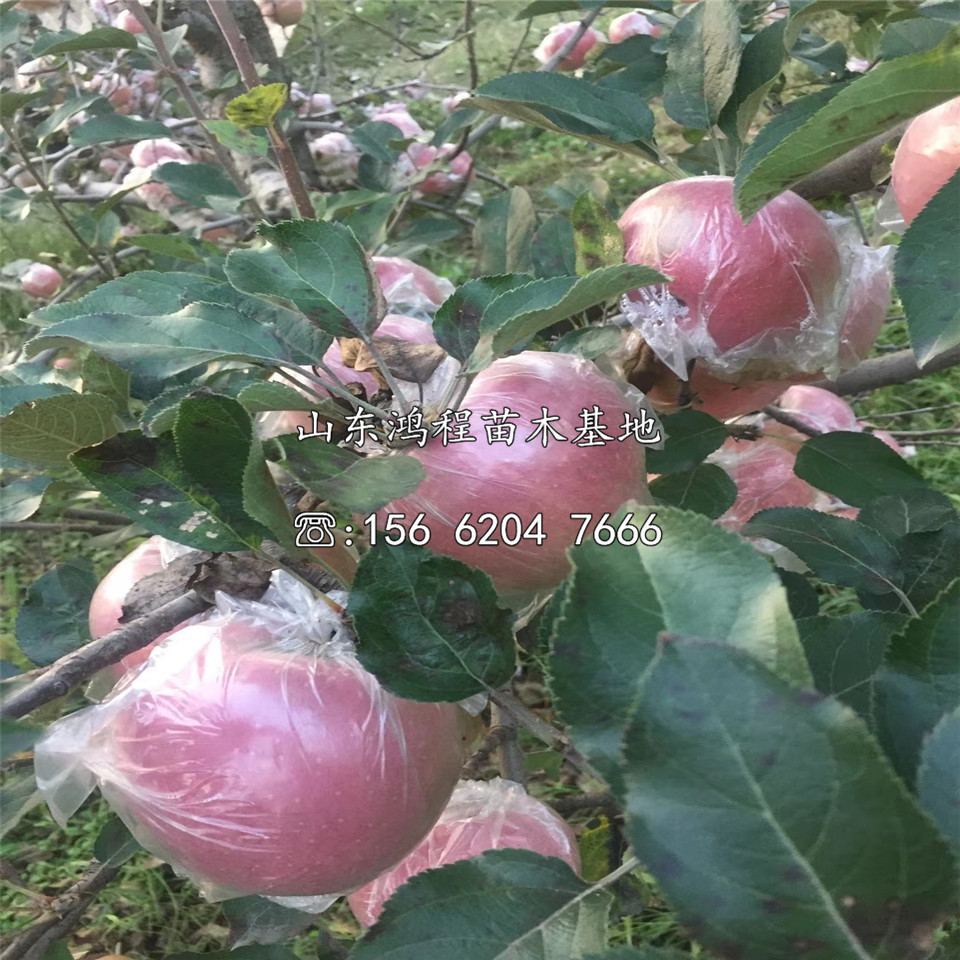 山東大紅榮蘋果苗、大紅榮蘋果苗價(jià)格及報(bào)價(jià)