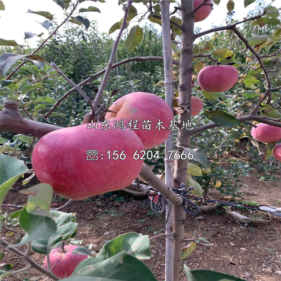 魯麗蘋果苗、矮化魯麗蘋果苗基地