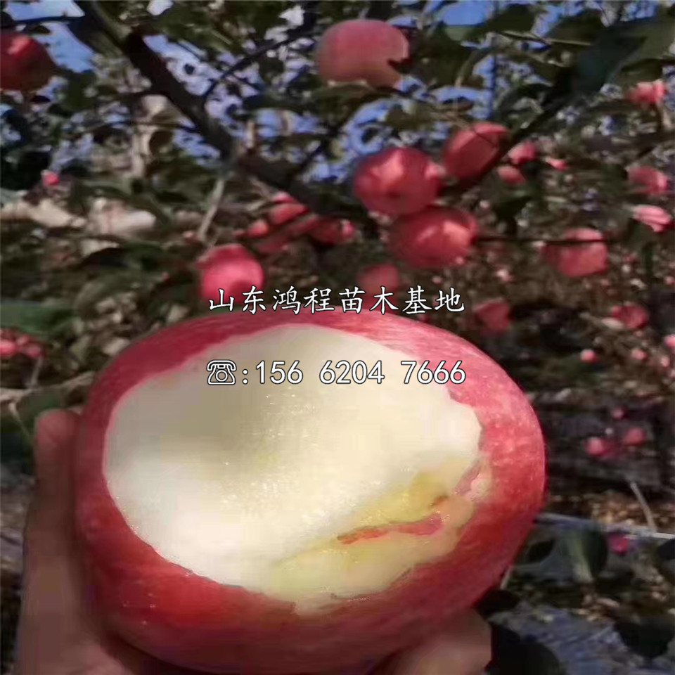 眾成蘋果苗、眾成蘋果苗價(jià)格及報(bào)價(jià)