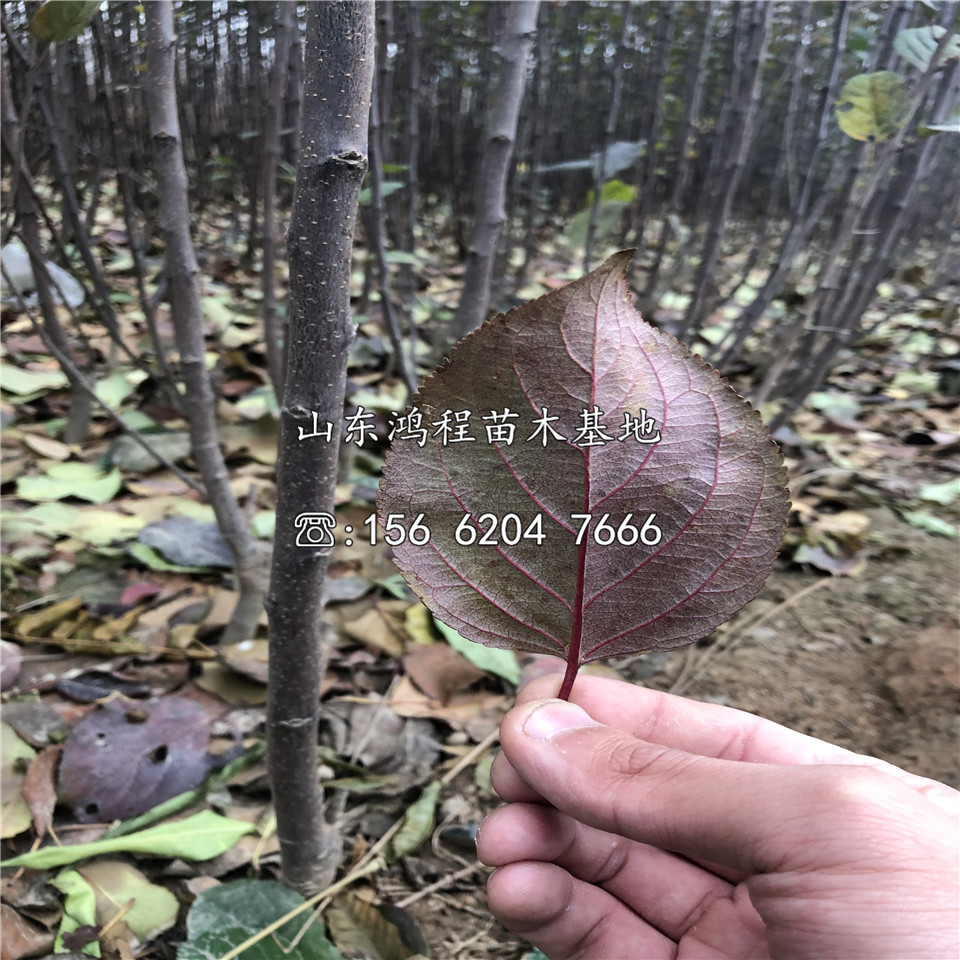 一公分黄金果苹果苗价格