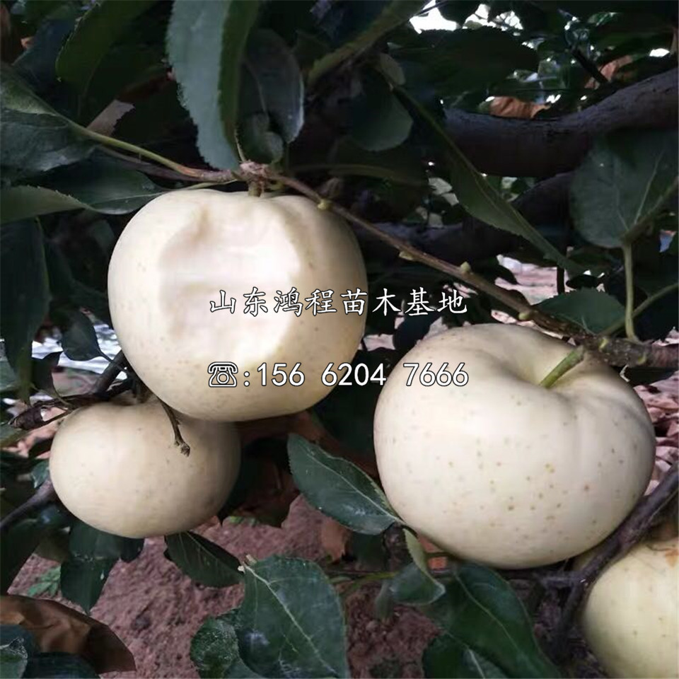 購買煙富8號蘋果苗、煙富8號蘋果苗購買價格