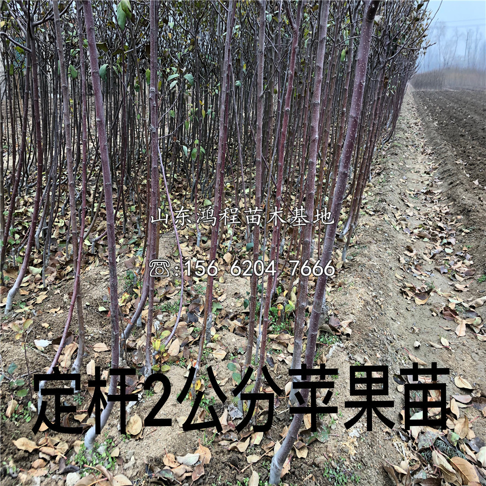 新品種眾成蘋果苗、眾成蘋果苗價(jià)格及報(bào)價(jià)