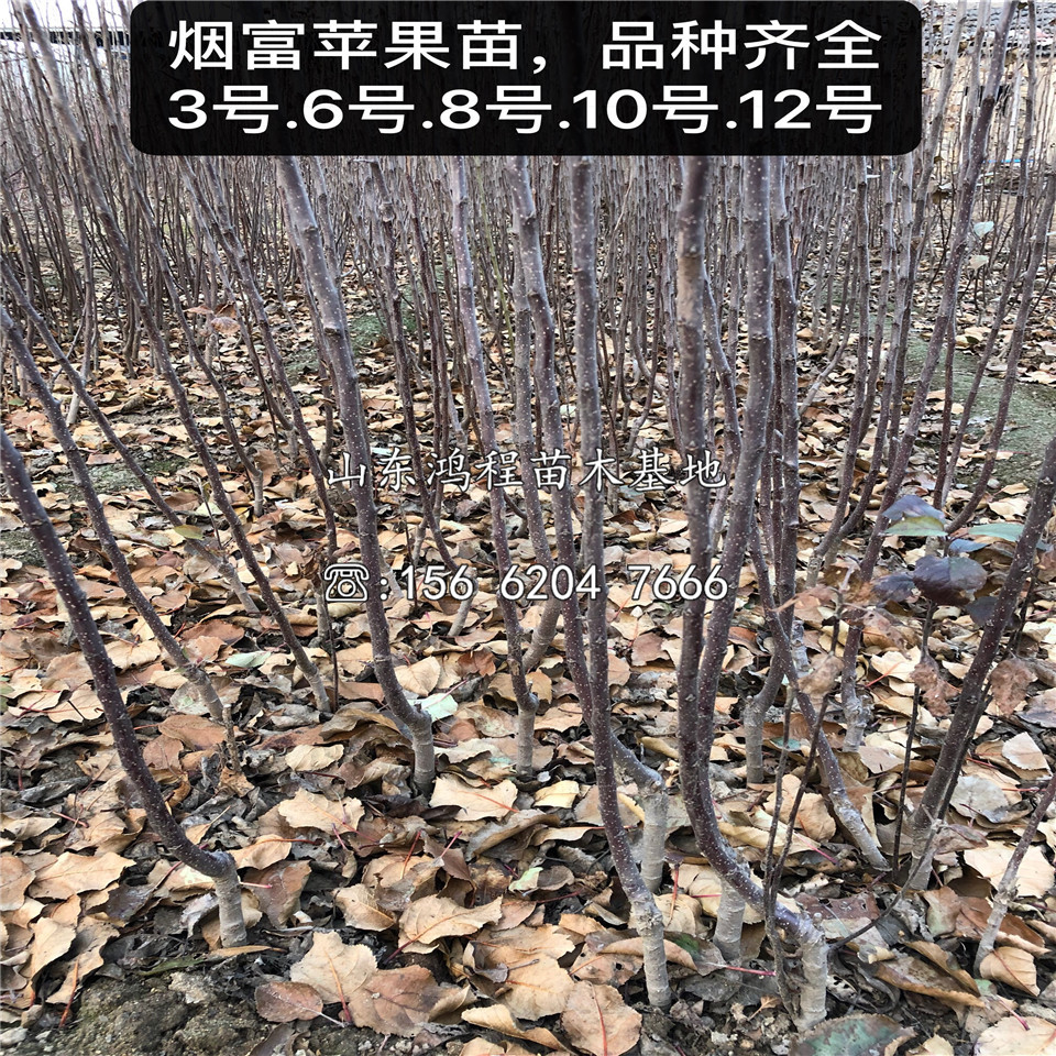 富藤一号苹果树苗批发价格