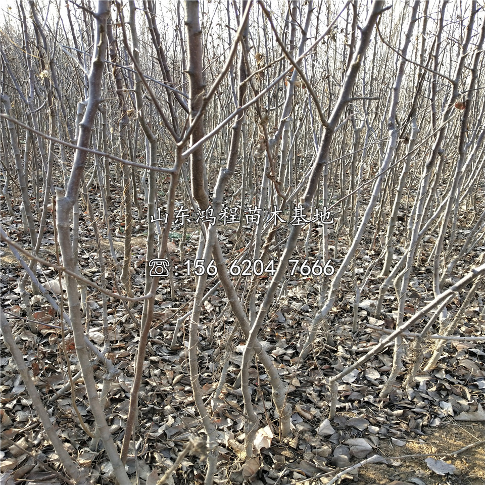 花牛蘋果苗、矮化花牛蘋果苗基地