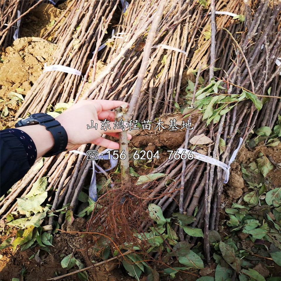 华硕苹果苗、矮化华硕苹果苗基地