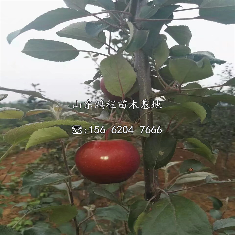 矮化煙富2號蘋果樹苗