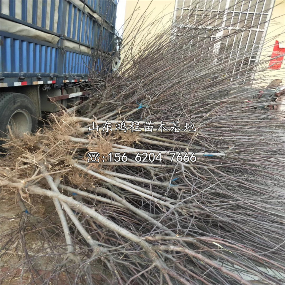 华硕苹果苗、矮化华硕苹果苗基地