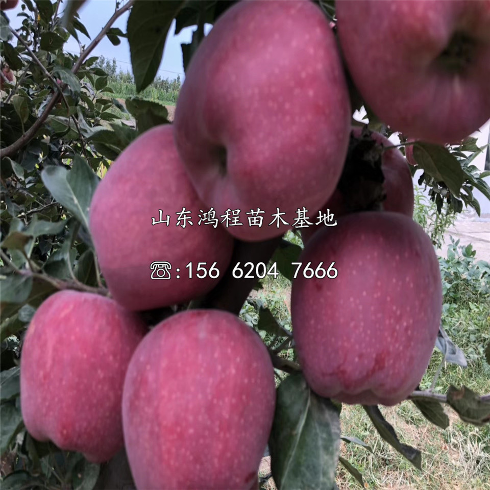 紅元帥蘋果樹苗價(jià)格及報(bào)價(jià)