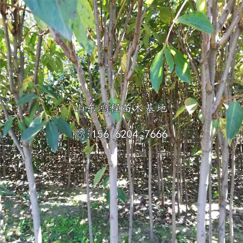 涉縣柿苗批發(fā)價格