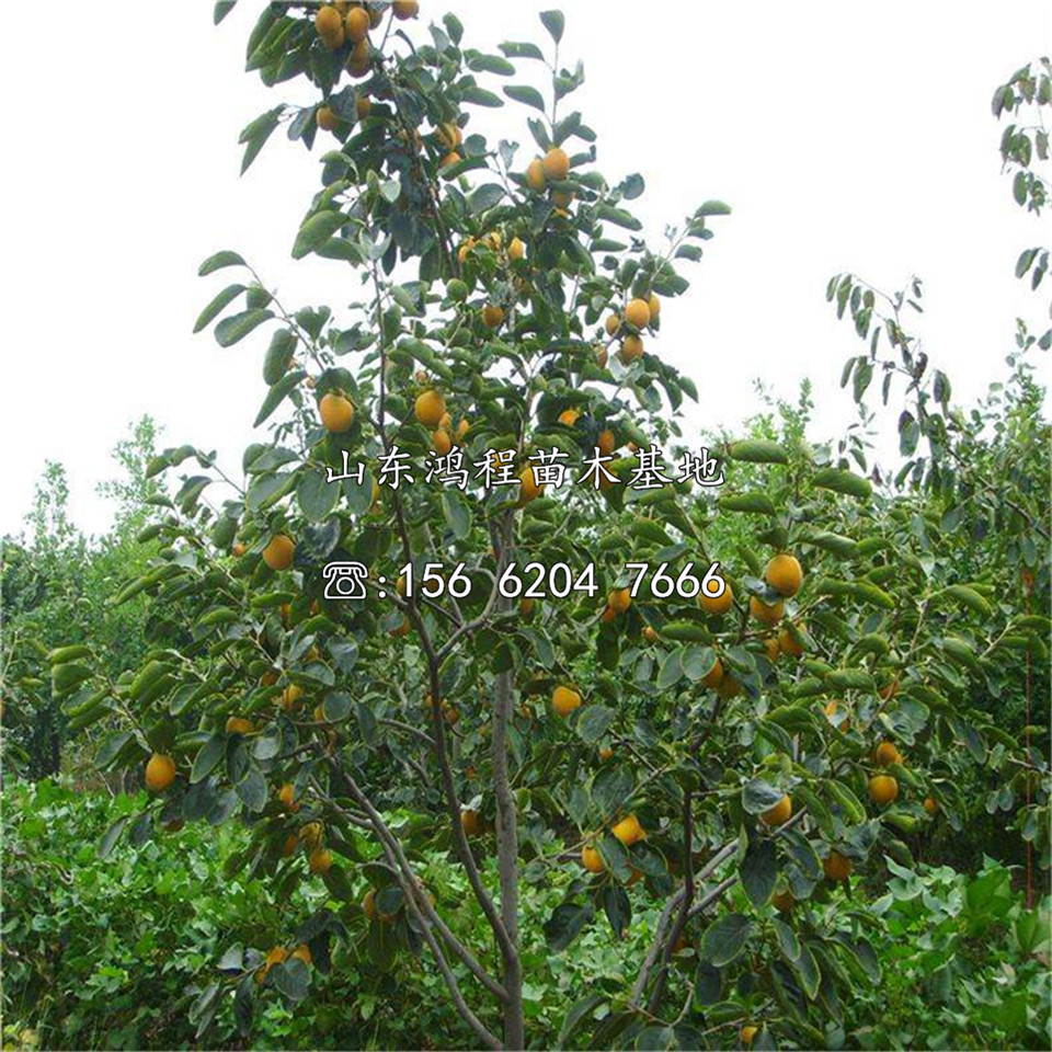 柿子苗、柿子苗價(jià)格及報(bào)價(jià)