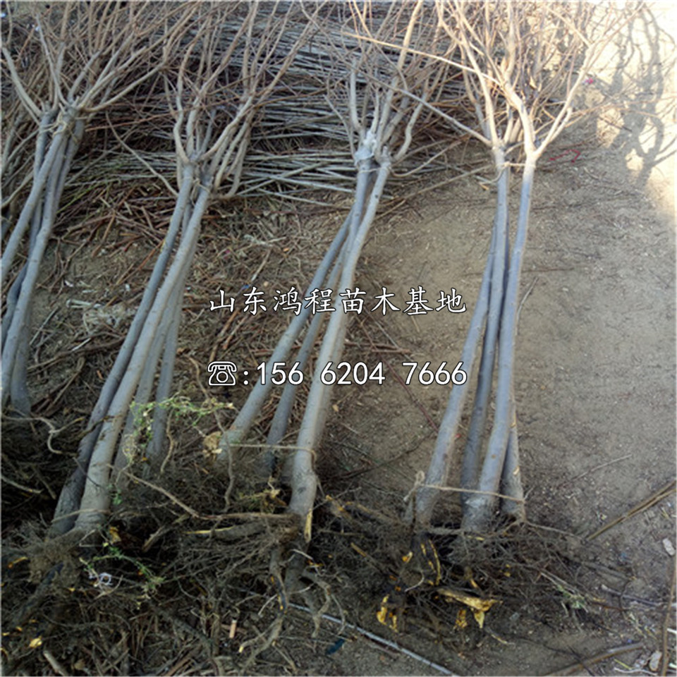 無核方柿樹苗、無核方柿樹苗基地供應(yīng)